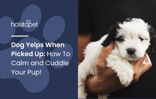 Dog Yelps When Picked Up: How To Calm and Cuddle Your Pup!