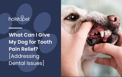 What Can I Give My Dog for Tooth Pain Relief Addressing Dental Issues HolistaPet