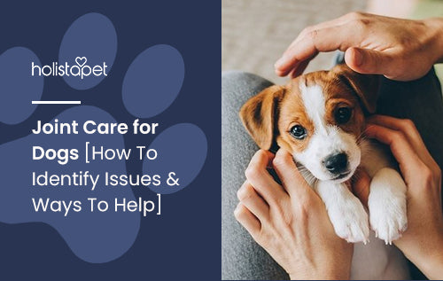 Joint Care for Dogs [How To Identify Issues & Ways To Help]