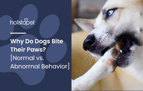 Why Do Dogs Bite Their Paws? [Normal vs. Abnormal Behavior]