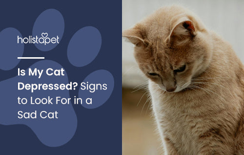 Is My Cat Depressed? Signs to Look For in a Sad Cat