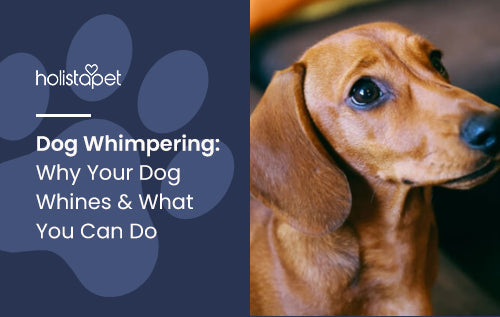 Dog Whimpering: Why Your Dog Whines & What You Can Do