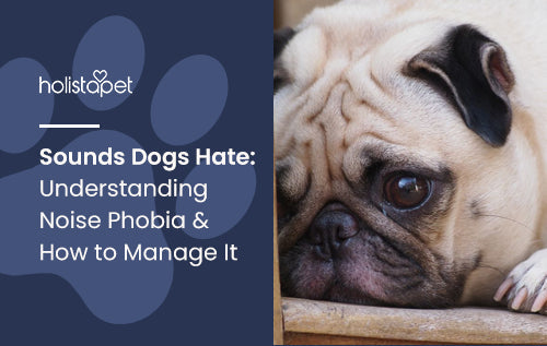 Sounds Dogs Hate: Understanding Noise Phobia & How to Manage It