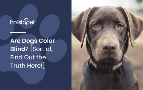 Are Dogs Color Blind? [Sort of, Find Out the Truth Here!]
