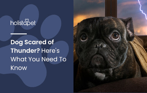 Dog Scared of Thunder? Here's What You Need To Know