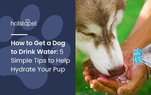 How to Get a Dog to Drink Water: 5 Simple Tips to Help Hydrate Your Pup