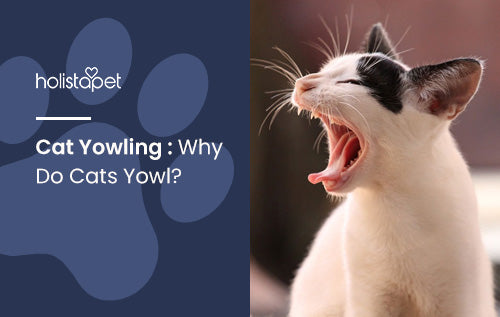 Cat Yowling : Why Do Cats Yowl