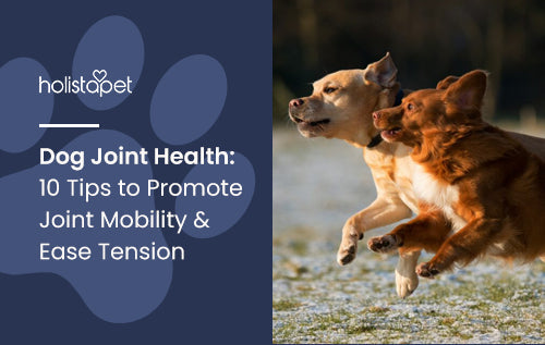 Dog Joint Health: 10 Tips to Promote Joint Mobility & Ease Tension