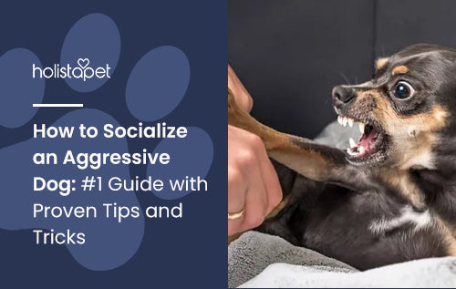 How to Socialize an Aggressive Dog: #1 Guide with Proven Tips and Tricks