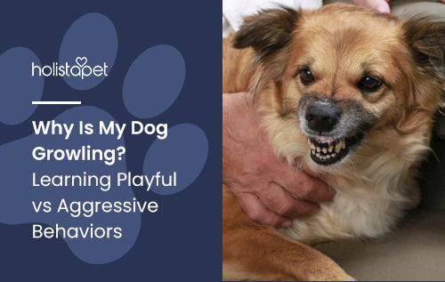 Why Is My Dog Growling? Learning Playful vs Aggressive Behaviors