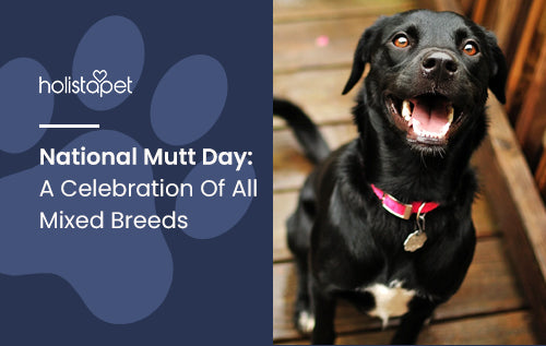 National Mutt Day: A Celebration Of All Mixed Breeds