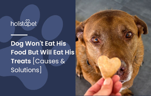 Dog Won't Eat His Food But Will Eat His Treats [Causes & Solutions]
