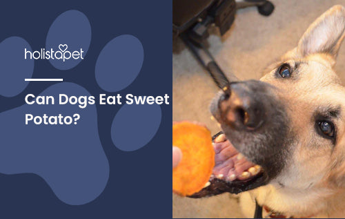 Can Dogs Eat Sweet Potato HolistaPet