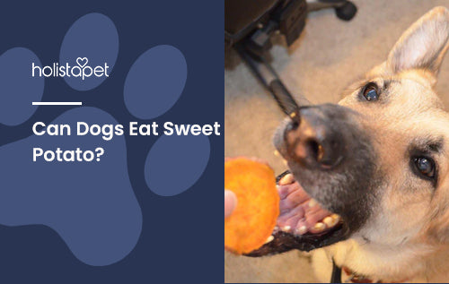 Can Dogs Eat Sweet Potato?