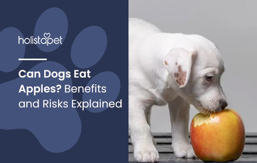 Can Dogs Eat Apples? Benefits and Risks Explained