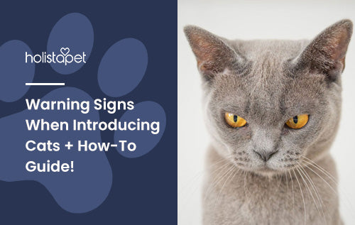 Warning Signs When Introducing Cats + How-To Guide!