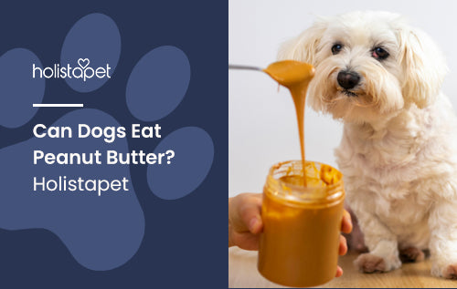 Can Dogs Eat Peanut Butter? Holistapet