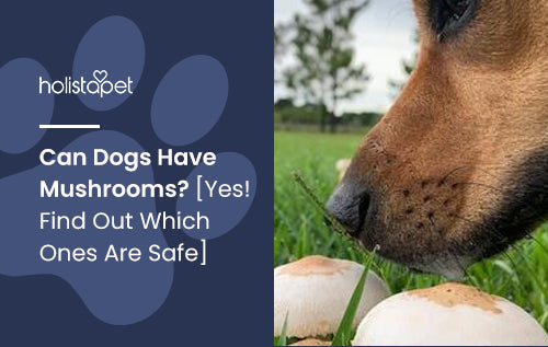 Can Dogs Have Mushrooms? [Yes! Find Out Which Ones Are Safe]