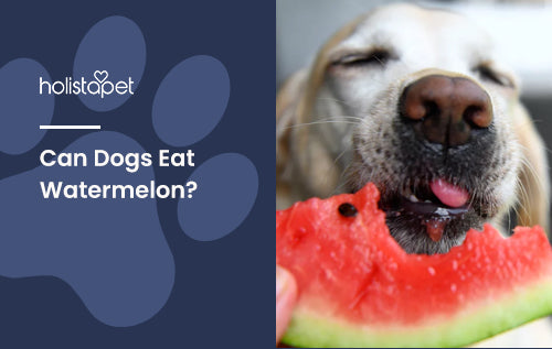 Can Dogs Eat Watermelon?