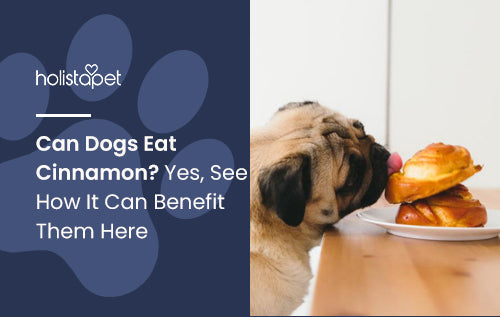 Can Dogs Eat Cinnamon? Yes, See How It Can Benefit Them Here