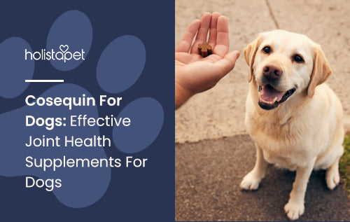 Cosequin For Dogs: Effective Joint Health Supplements For Dogs