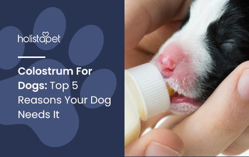 Colostrum For Dogs: Top 5 Reasons Your Dog Needs It