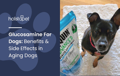 Glucosamine For Dogs: Benefits & Side Effects in Aging Dogs
