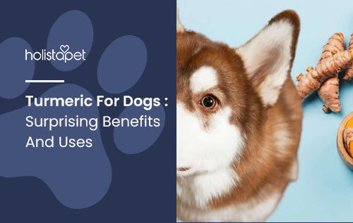 Turmeric For Dogs : Surprising Benefits And Uses