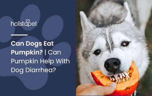 Can Dogs Have Pumpkin?