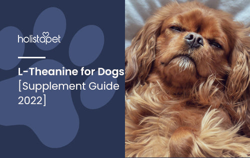 L-Theanine for Dogs - The Secret To Calm your Dog Naturally