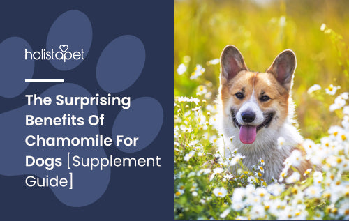 The Surprising Benefits Of Chamomile For Dogs [Supplement Guide]