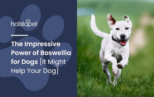 The Impressive Power of Boswellia for Dogs [It Might Help Your Dog]