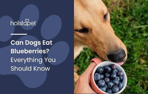 Can Dogs Eat Blueberries? Everything You Should Know