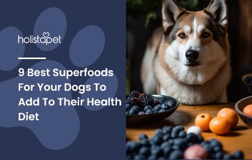 Superfoods fashion for dogs