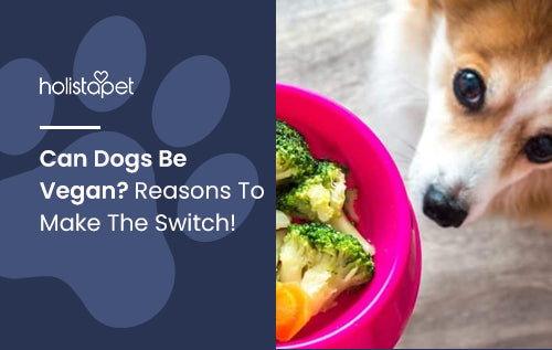 Can Dogs Be Vegan? Reasons To Make The Switch!