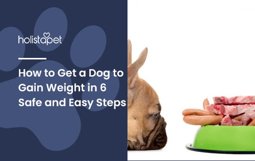 How to Get a Dog to Gain Weight in 6 Safe and Easy Steps HolistaPet