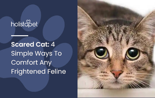Scared Cat: 4 Simple Ways To Comfort Any Frightened Feline