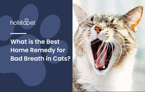 What is the Best Home Remedy for Bad Breath in Cats?