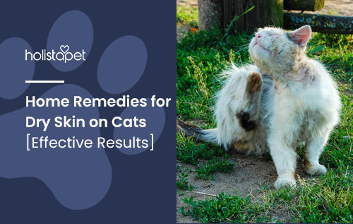 Home Remedies for Dry Skin on Cats [Effective Results]