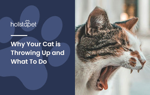 Why Your Cat is Throwing Up and What To Do