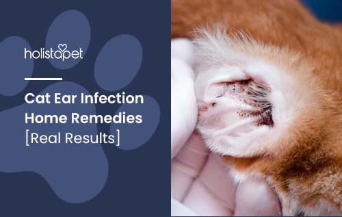 Cat Ear Infection Home Remedies [Real Results]
