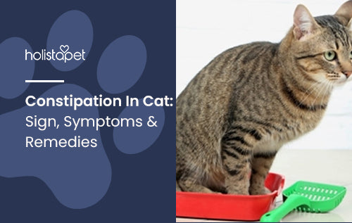 Constipation In Cat: Sign, Symptoms & Remedies