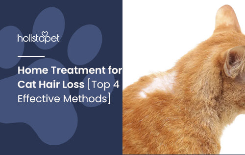 Home Treatment for Cat Hair Loss [Top 4 Effective Methods]