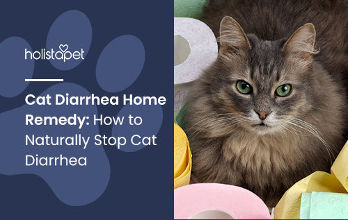 Cat Diarrhea Home Remedy: How to Naturally Stop Cat Diarrhea
