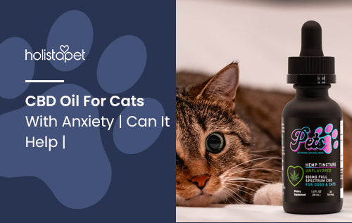 CBD Oil For Cats With Anxiety | Can It Help |