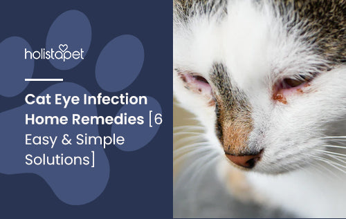 Cat Eye Infection Home Remedies [6 Easy & Simple Solutions]