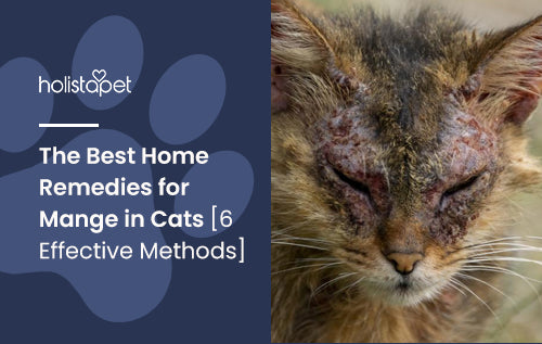 The Best Home Remedies for Mange in Cats [6 Effective Methods]