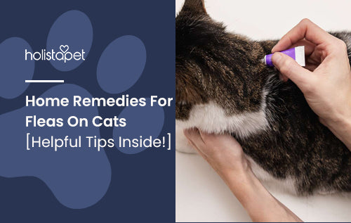 Home Remedies For Fleas On Cats [Helpful Tips Inside!]