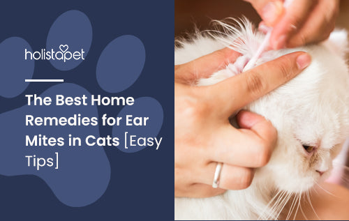 The Best Home Remedies for Ear Mites in Cats [Easy Tips]