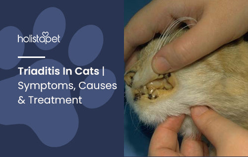 Triaditis In Cats | Symptoms, Causes & Treatment